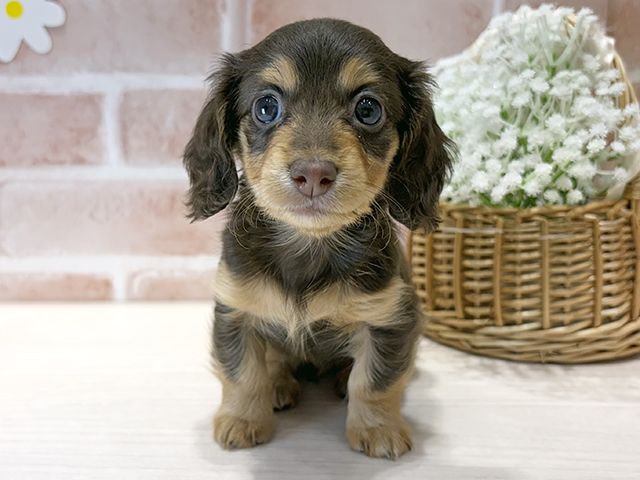 カニヘンダックスフンド