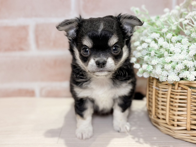 岡山県のチワワ(ロング) (ペッツファースト倉敷店/2025年9月23日生まれ/男の子/ブラックタン)の子犬の1枚目の画像