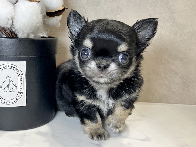 大阪府のチワワ(ロング) (ペッツファースト茶屋町店/2025年9月23日生まれ/男の子/ブラックタン)の子犬の1枚目の画像