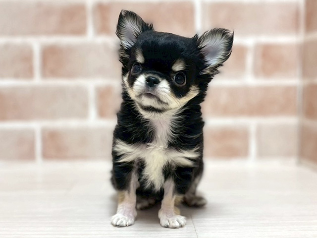 大阪府のチワワ(ロング) (ペッツファースト高槻店/2025年9月23日生まれ/女の子/ブラックタン)の子犬の1枚目の画像