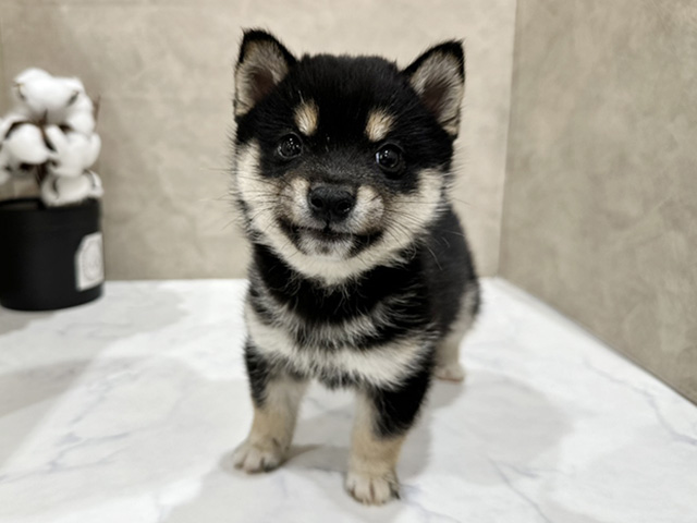 東京都の豆柴 (ペッツファースト中野店/2025年9月23日生まれ/男の子/黒)の子犬