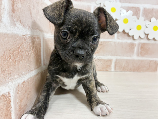 静岡県のチワブル(チワワ×フレンチブルドッグ) (ペッツファースト富士宮店/2025年9月20日生まれ/男の子/ブリンドル)の子犬の1枚目の画像