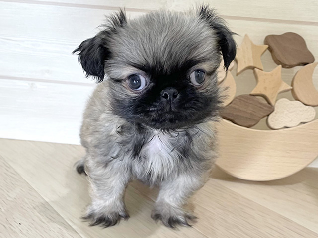 鳥取県のペキニーズ (ペッツファースト日吉津店/2025年9月23日生まれ/男の子/フォーン)の子犬の1枚目の画像