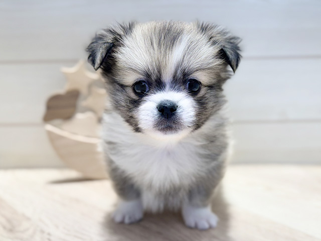 群馬県のペキポメ/ポメペキ(ペキニーズ×ポメラニアン) (ペッツファースト高崎店/2025年9月22日生まれ/男の子/セーブル)の子犬の1枚目の画像