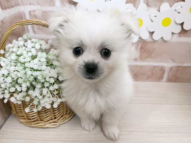 静岡県のペキポメ/ポメペキ(ペキニーズ×ポメラニアン) (ペッツファースト富士南店/2025年9月22日生まれ/男の子/クリーム)の子犬の1枚目の画像