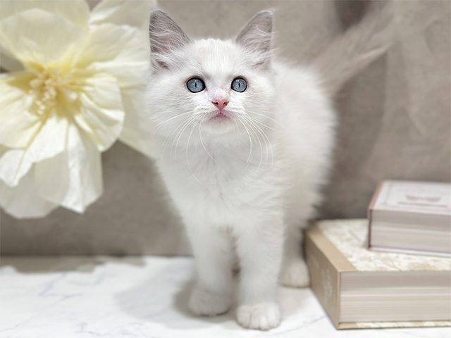 東京都のラグドール (ペッツファースト代官山店/2025年9月23日生まれ/男の子/ブルーポイントバイカラー)の子猫の1枚目の画像