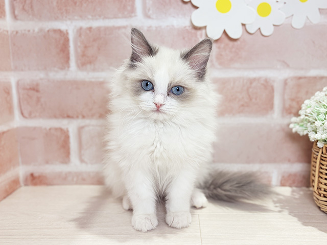 岡山県のラグドール (ペッツファースト倉敷店/2025年9月23日生まれ/女の子/ブルーポイントバイカラー)の子猫の1枚目の画像