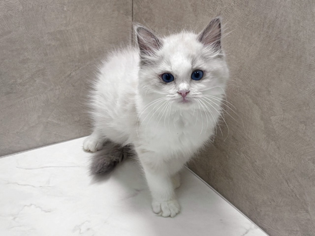 埼玉県のラグドール (ペッツファースト岩槻店/2025年9月23日生まれ/女の子/ブルーポイントバイカラー)の子猫の1枚目の画像