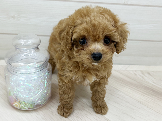 大阪府のトイプードル(タイニー) (ペッツファーストららぽーと門真店/2025年9月19日生まれ/女の子/レッド)の子犬の1枚目の画像