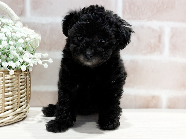 神奈川県のトイプードル(トイ) (ペッツファースト横浜元町店/2025年9月23日生まれ/男の子/シルバー)の子犬の1枚目の画像