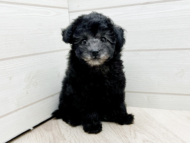 東京都のトイプードル(ティーカップ) (ペッツファースト渋谷店/2025年9月23日生まれ/女の子/シルバー)の子犬の1枚目の画像