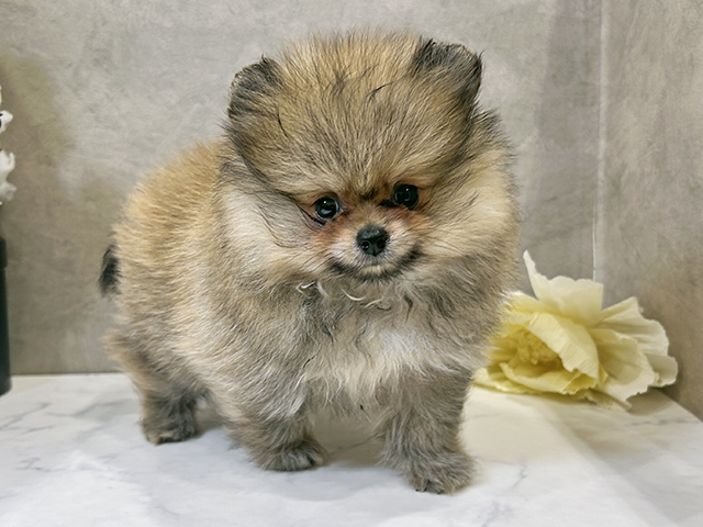 ポメラニアン