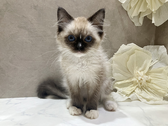 秋田県のラグドール (ペッツファースト秋田店/2025年9月23日生まれ/男の子/シールポイントミテッド)の子猫