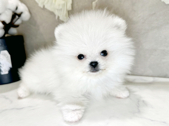 兵庫県のペキポメ/ポメペキ(ペキニーズ×ポメラニアン) (ペッツファースト神戸三宮センター街店/2025年9月18日生まれ/男の子/ホワイトクリーム)の子犬の1枚目の画像