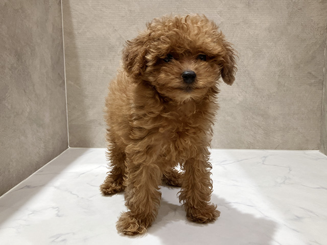 秋田県のトイプードル(タイニー) (ペッツファースト秋田店/2025年9月23日生まれ/男の子/レッド)の子犬
