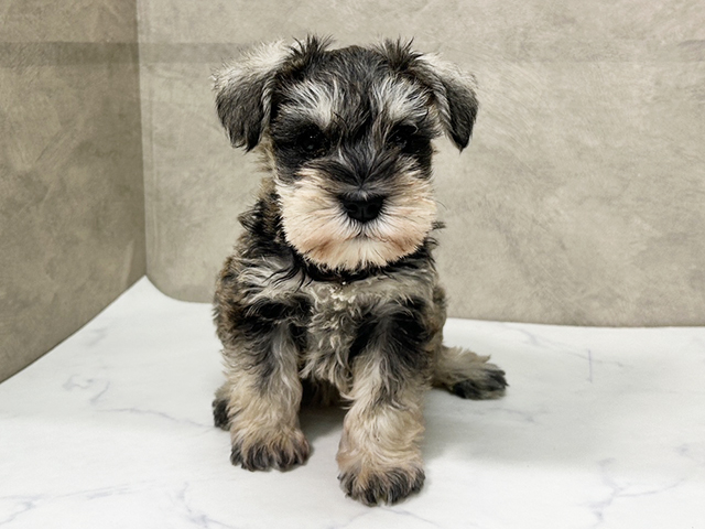 愛知県のミニチュアシュナウザー (ペッツファースト一宮店/2025年9月23日生まれ/女の子/ソルトペッパー)の子犬の1枚目の画像