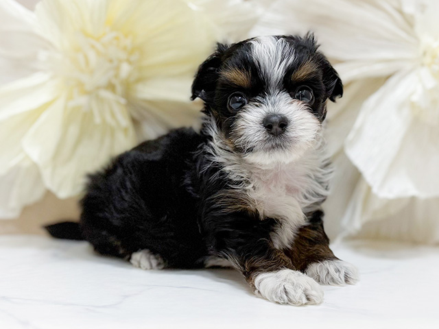 東京都のチワプー/プーチー(チワワ×プードル) (ペッツファースト恵比寿店/2025年9月23日生まれ/男の子/ブラックタンホワイト)の子犬の1枚目の画像