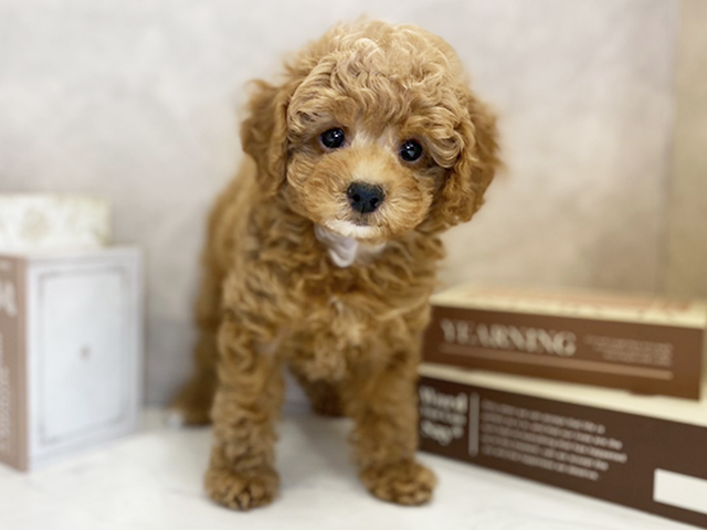 奈良県のトイプードル(トイ) (ペッツファースト橿原店/2025年9月21日生まれ/男の子/アプリコット)の子犬の1枚目の画像