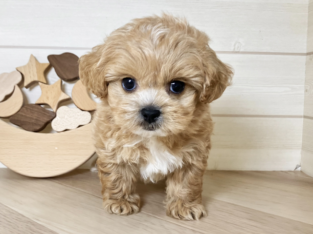 鳥取県のペキプー(ペキニーズ×プードル) (ペッツファースト日吉津店/2025年9月22日生まれ/男の子/アプリコットホワイト)の子犬の1枚目の画像