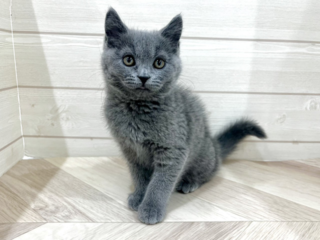 兵庫県のブリティッシュショートヘアー (ペッツファースト神戸三宮店/2025年9月9日生まれ/男の子/ブルー)の子猫の1枚目の画像