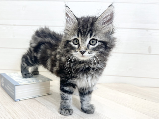 愛知県のメインクーン (ペッツファースト岡崎店/2025年9月16日生まれ/男の子/ブラウンタビー)の子猫の1枚目の画像