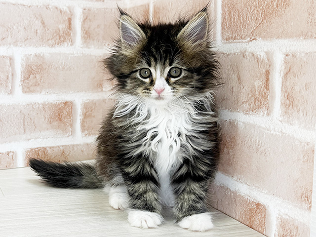 福岡県のメインクーン (ペッツファースト直方店/2025年9月16日生まれ/女の子/ブラウンタビーホワイト)の子猫