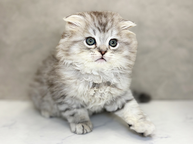 埼玉県のマンチカン (ペッツファーストPETEMOレイクタウンmori店/2025年9月22日生まれ/男の子/ブルーシルバータビー)の子猫の1枚目の画像