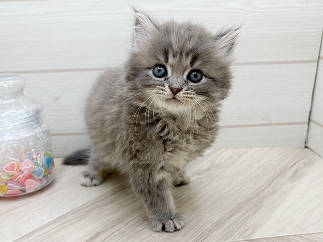 東京都のラガマフィン (ペッツファースト渋谷店/2025年9月24日生まれ/男の子/ブルータビー)の子猫の1枚目の画像