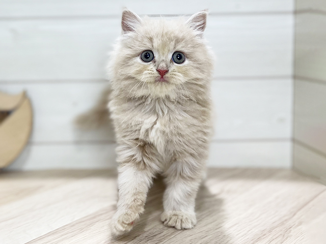 東京都のラガマフィン (ペッツファースト吉祥寺本店/2025年9月24日生まれ/女の子/クリームタビー)の子猫の1枚目の画像