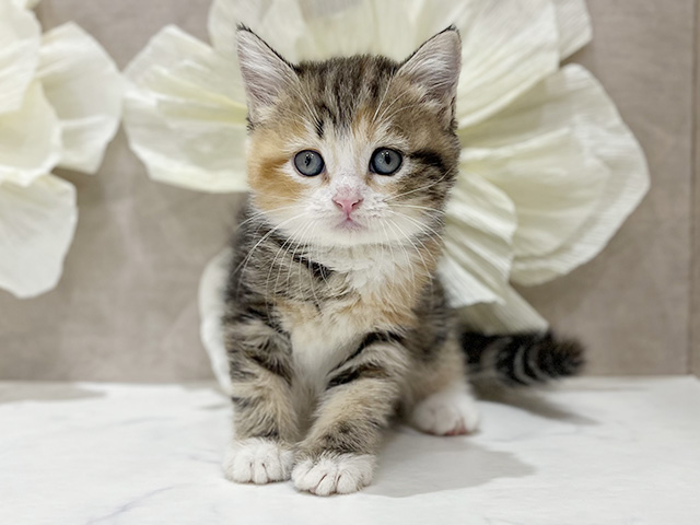 東京都のアメリカンショートヘアー (ペッツファースト新宿店/2025年9月21日生まれ/女の子/ブラウンパッチドタビーホワイト)の子猫の1枚目の画像