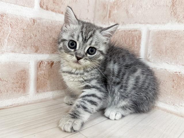 アメリカンショートヘアー