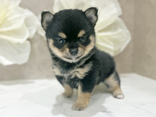 東京都のチワ柴/柴チワ/チワシバ(チワワ×柴) (ペッツファースト新宿店/2025年9月24日生まれ/女の子/黒)の子犬の1枚目の画像