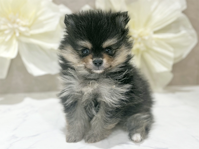 東京都のポメラニアン (ペッツファースト新宿店/2025年9月24日生まれ/男の子/ブラックタンホワイト)の子犬の1枚目の画像