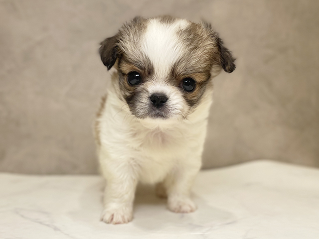 千葉県のチワペキ/ペキチー/ペキチワ(チワワ×ペキニーズ) (ペッツファーストららぽーとTOKYO-BAY店/2025年9月23日生まれ/男の子/パーティーカラー)の子犬の1枚目の画像