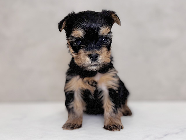 埼玉県のヨークシャーテリア (ペッツファーストPETEMOレイクタウンmori店/2025年9月24日生まれ/男の子/スチールブルータン)の子犬の1枚目の画像