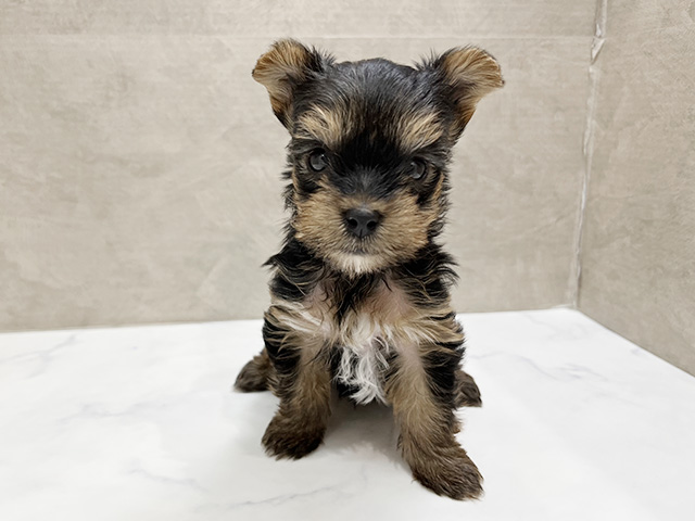 福岡県のヨークシャーテリア (ペッツファースト福津店/2025年9月24日生まれ/男の子/スチールブルータン)の子犬の1枚目の画像