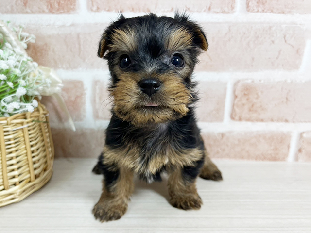 ヨークシャーテリア