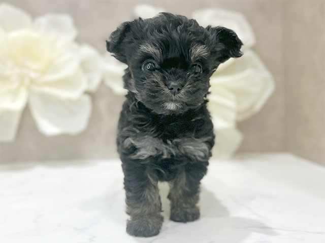 東京都のチワプー/プーチー(チワワ×プードル) (ペッツファースト新宿店/2025年9月20日生まれ/女の子/ブラックタンホワイト)の子犬の1枚目の画像