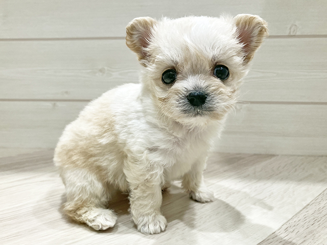 東京都のチワプー/プーチー(チワワ×プードル) (ペッツファースト豊洲店/2025年9月23日生まれ/男の子/クリームホワイト)の子犬の1枚目の画像