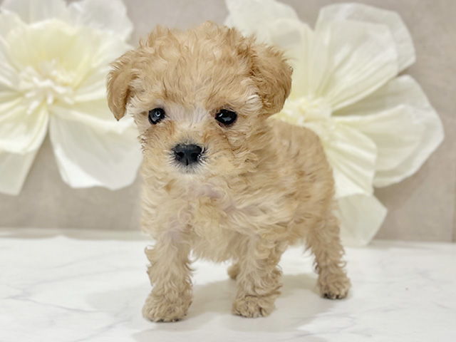 東京都のトイプードル(トイ) (ペッツファースト新宿店/2025年9月24日生まれ/女の子/アプリコット)の子犬の1枚目の画像