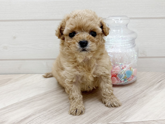 東京都のトイプードル(トイ) (ペッツファースト渋谷店/2025年9月24日生まれ/男の子/アプリコット)の子犬の1枚目の画像