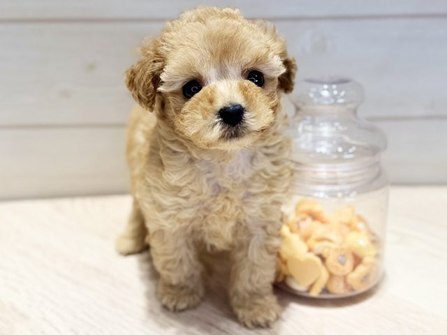 群馬県のトイプードル(トイ) (ペッツファースト高崎店/2025年9月24日生まれ/女の子/アプリコット)の子犬の1枚目の画像