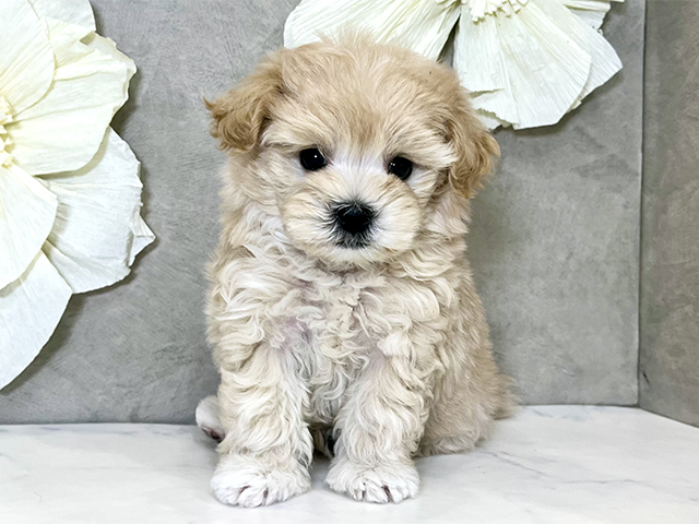 東京都のマルプー(マルチーズ×プードル) (ペッツファースト下北沢店/2025年9月23日生まれ/男の子/アプリコット)の子犬の1枚目の画像