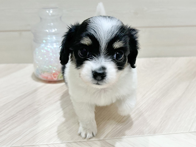 大阪府のチワックス(チワワ×ダックス) (ペッツファーストららぽーと門真店/2025年9月23日生まれ/女の子/ホワイトブラックタン)の子犬