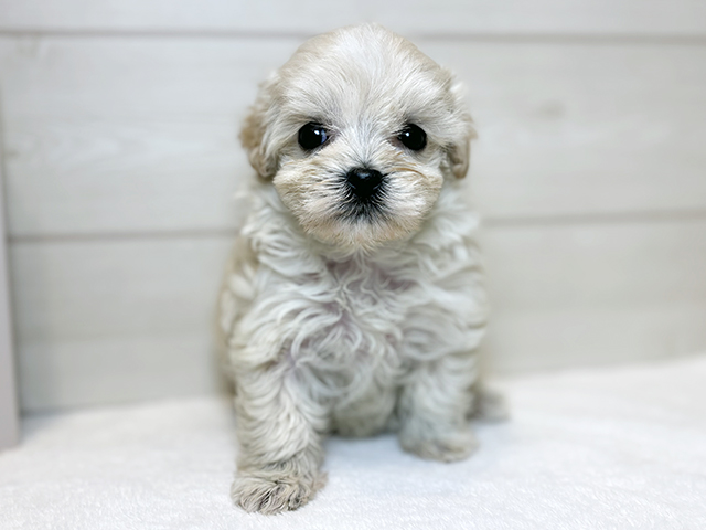 東京都のマルプー(マルチーズ×プードル) (ペッツファースト麻布十番店/2025年9月24日生まれ/女の子/アプリコット)の子犬の1枚目の画像