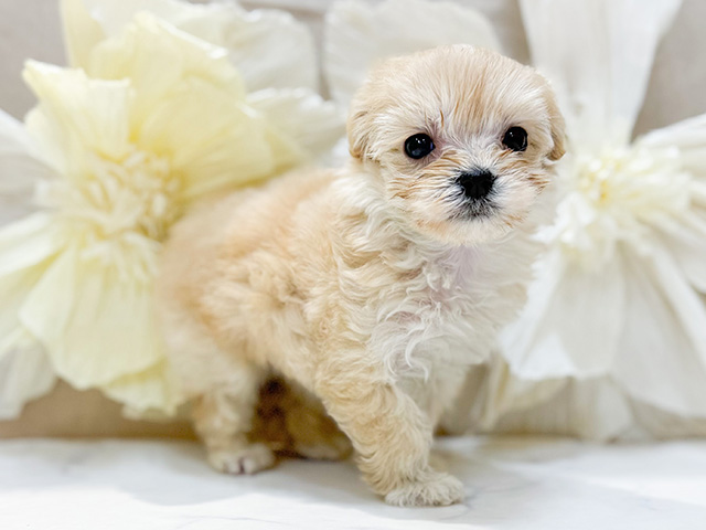 東京都のマルプー(マルチーズ×プードル) (ペッツファースト恵比寿店/2025年9月24日生まれ/女の子/アプリコット)の子犬の1枚目の画像