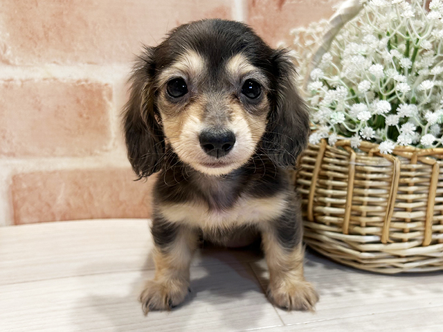 東京都のミニチュアダックスフンド(ロング) (ペッツファースト町田店/2025年9月24日生まれ/女の子/イザベラダップル)の子犬の1枚目の画像