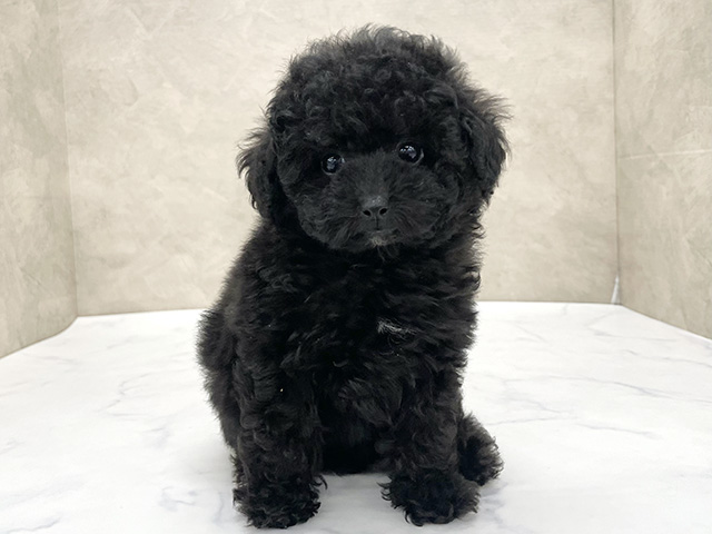 東京都のトイプードル(タイニー) (ペッツファースト八王子多摩美大前店/2025年9月24日生まれ/女の子/ブラック)の子犬