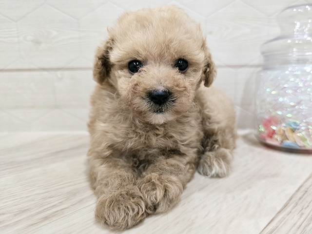 東京都のトイプードル(タイニー) (ペッツファースト吉祥寺サンロード店/2025年9月24日生まれ/女の子/アプリコット)の子犬の1枚目の画像