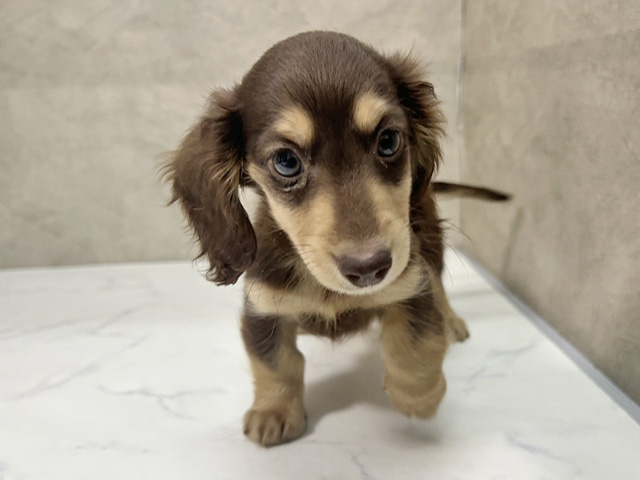 愛知県のミニチュアダックスフンド(ロング) (ペッツファースト一宮店/2025年9月24日生まれ/男の子/チョコレートタン)の子犬の1枚目の画像